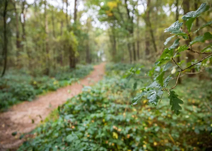 In Near Forest 度假居