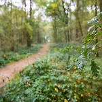 In Near Forest 度假居